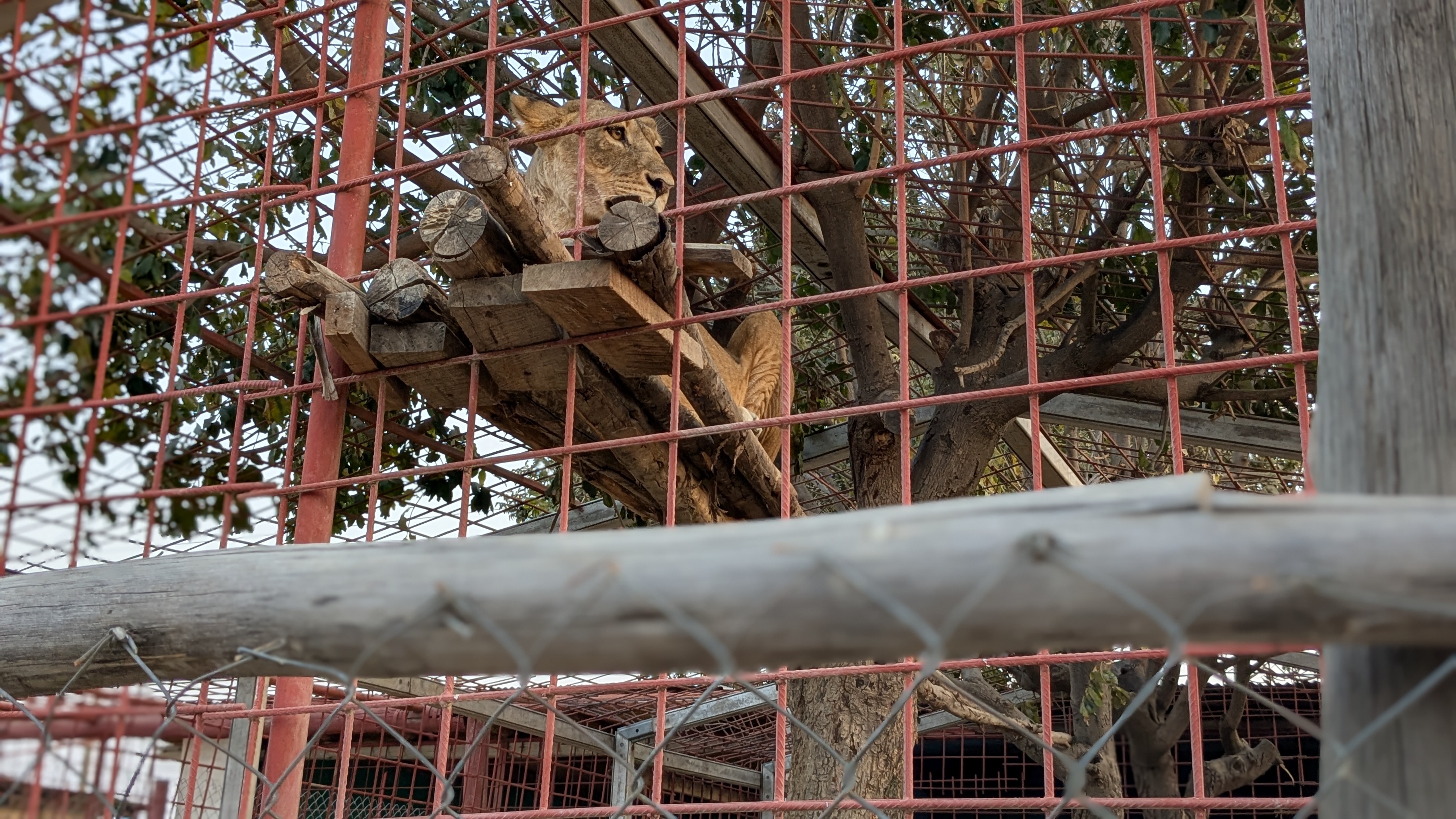 Ifisi Zoo Adventure Preview